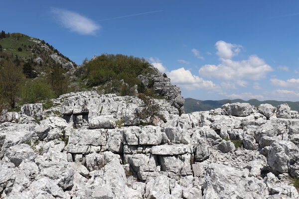 Ajdovščina, Stomaž, 21.5.2023
Jihovýchodní okraj planiny Čaven. Bílá skála - sem naletují kovaříci Anostirus gracilicollis, A. lauianus a A. zenii.
Schlüsselwörter: Ajdovščina Stomaž Trnovski gozd Trnovo Forest Plateau Čaven planina plateau Mali Modrasovec Mt. Anostirus gracilicollis lauianus zenii