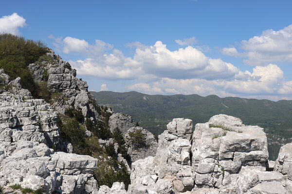 Ajdovščina, Stomaž, 21.5.2023
Jihovýchodní okraj planiny Čaven. Bílá skála - sem naletují kovaříci Anostirus gracilicollis, A. lauianus a A. zenii.
Keywords: Ajdovščina Stomaž Trnovski gozd Trnovo Forest Plateau Čaven planina plateau Mali Modrasovec Mt. Anostirus gracilicollis lauianus zenii