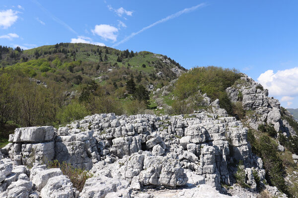 Ajdovščina, Stomaž, 21.5.2023
Jihovýchodní okraj planiny Čaven. Bílá skála - sem naletují kovaříci Anostirus gracilicollis, A. lauianus a A. zenii.
Keywords: Ajdovščina Stomaž Trnovski gozd Trnovo Forest Plateau Čaven planina plateau Mali Modrasovec Mt. Anostirus gracilicollis lauianus zenii