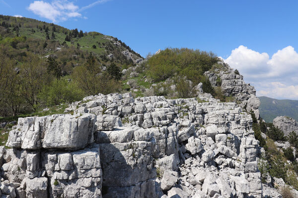 Ajdovščina, Stomaž, 21.5.2023
Jihovýchodní okraj planiny Čaven. Bílá skála - sem naletují kovaříci Anostirus gracilicollis, A. lauianus a A. zenii.
Keywords: Ajdovščina Stomaž Trnovski gozd Trnovo Forest Plateau Čaven planina plateau Mali Modrasovec Mt. Anostirus gracilicollis lauianus zenii