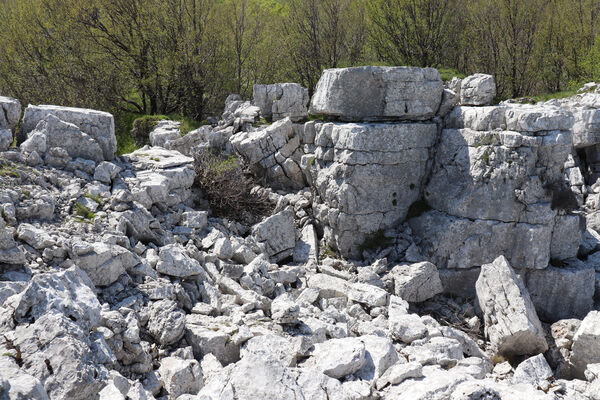 Ajdovščina, Stomaž, 21.5.2023
Jihovýchodní okraj planiny Čaven. Bílá skála - sem naletují kovaříci Anostirus gracilicollis, A. lauianus a A. zenii.
Mots-clés: Ajdovščina Stomaž Trnovski gozd Trnovo Forest Plateau Čaven planina plateau Mali Modrasovec Mt. Anostirus gracilicollis lauianus zenii