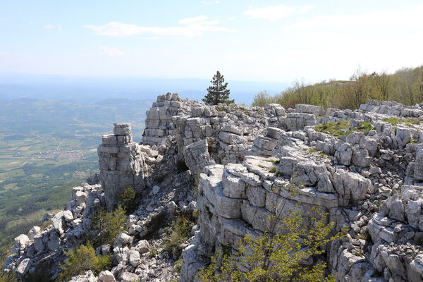 Ajdovščina, Stomaž, 21.5.2023
Jihovýchodní okraj planiny Čaven. Bílá skála - sem naletují kovaříci Anostirus gracilicollis, A. lauianus a A. zenii.
Mots-clés: Ajdovščina Stomaž Trnovski gozd Trnovo Forest Plateau Čaven planina plateau Mali Modrasovec Mt. Anostirus gracilicollis lauianus zenii