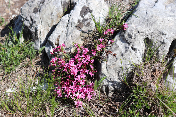 Ajdovščina, Stomaž, 21.5.2023
Jihovýchodní okraj planiny Čaven.
Klíčová slova: Ajdovščina Stomaž Trnovski gozd Trnovo Forest Plateau Čaven planina plateau Mali Modrasovec Mt.