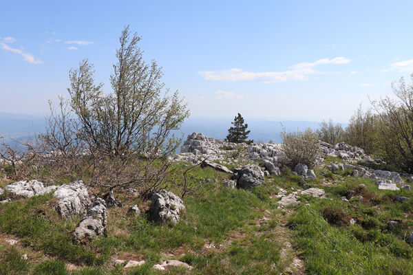 Ajdovščina, Stomaž, 21.5.2023
Jihovýchodní okraj planiny Čaven - Bílá skála.
Keywords: Ajdovščina Stomaž Trnovski gozd Trnovo Forest Plateau Čaven planina plateau Mali Modrasovec Mt. Anostirus gracilicollis lauianus zenii