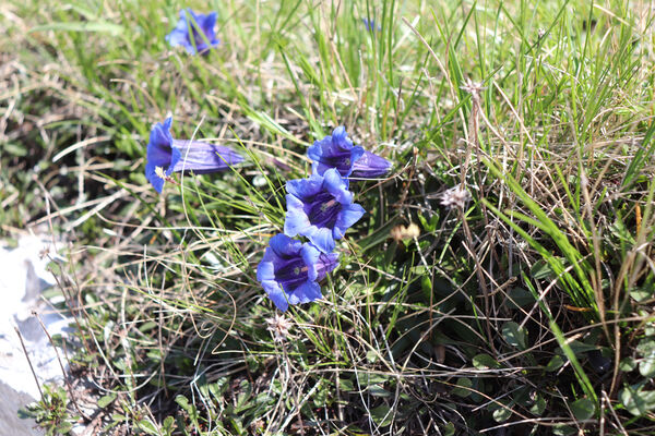 Ajdovščina, Stomaž, 21.5.2023
Jihovýchodní okraj planiny Čaven.
Keywords: Ajdovščina Stomaž Trnovski gozd Trnovo Forest Plateau Čaven planina plateau Mali Modrasovec Mt.