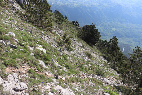 Ajdovščina, Stomaž, 22.5.2023
Mali Modrasovec, jihovýchodní okraj planiny Čaven. Biotop kovaříka Anostirus zenii. 
Mots-clés: Ajdovščina Stomaž Trnovski gozd Trnovo Forest Plateau Čaven planina plateau Mali Modrasovec Mt. Anostirus zenii