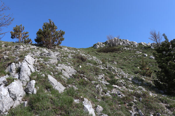 Ajdovščina, Stomaž, 22.5.2023
Mali Modrasovec, jihovýchodní okraj planiny Čaven. Biotop kovaříka Anostirus zenii. 
Keywords: Ajdovščina Stomaž Trnovski gozd Trnovo Forest Plateau Čaven planina plateau Mali Modrasovec Mt. Anostirus zenii