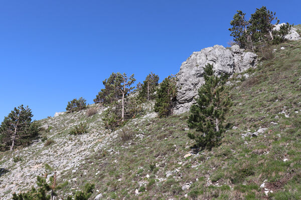 Ajdovščina, Stomaž, 22.5.2023
Mali Modrasovec, jihovýchodní okraj planiny Čaven. Biotop kovaříka Anostirus zenii. 
Klíčová slova: Ajdovščina Stomaž Trnovski gozd Trnovo Forest Plateau Čaven planina plateau Mali Modrasovec Mt. Anostirus zenii