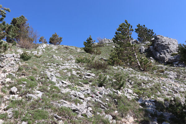 Ajdovščina, Stomaž, 22.5.2023
Mali Modrasovec, jihovýchodní okraj planiny Čaven. Biotop kovaříka Anostirus zenii. 
Schlüsselwörter: Ajdovščina Stomaž Trnovski gozd Trnovo Forest Plateau Čaven planina plateau Mali Modrasovec Mt. Anostirus zenii