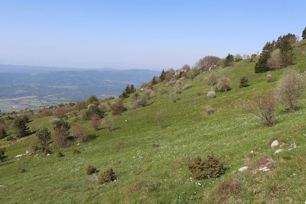 Ajdovščina, Stomaž, 22.5.2023
Mali Modrasovec, jihovýchodní okraj planiny Čaven.
Keywords: Ajdovščina Stomaž Trnovski gozd Trnovo Forest Plateau Čaven planina plateau Mali Modrasovec Mt.