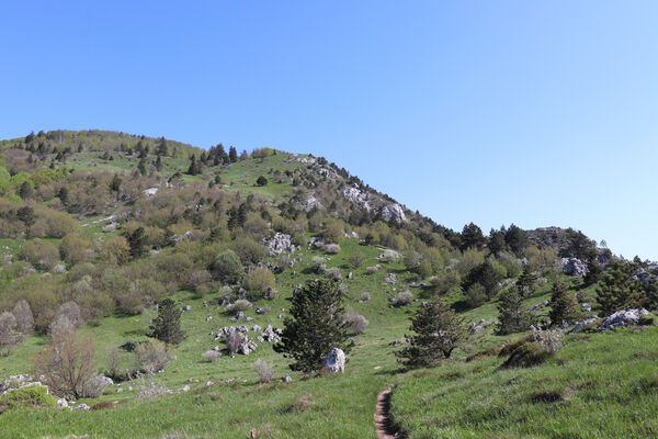 Ajdovščina, Stomaž, 22.5.2023
Mali Modrasovec, jihovýchodní okraj planiny Čaven.
Mots-clés: Ajdovščina Stomaž Trnovski gozd Trnovo Forest Plateau Čaven planina plateau Mali Modrasovec Mt.