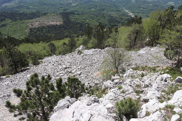 Ajdovščina, Stomaž, 22.5.2023
Jihovýchodní okraj planiny Čaven. Suťová pole pod Bílou skálou.
Klíčová slova: Ajdovščina Stomaž Trnovski gozd Trnovo Forest Plateau Čaven planina plateau Mali Modrasovec Mt.