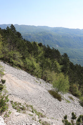 Ajdovščina, Stomaž, 22.5.2023
Jihovýchodní okraj planiny Čaven. Suťová pole pod Bílou skálou.
Keywords: Ajdovščina Stomaž Trnovski gozd Trnovo Forest Plateau Čaven planina plateau Mali Modrasovec Mt.