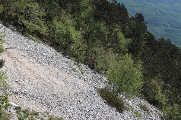 Ajdovščina, Stomaž, 22.5.2023
Jihovýchodní okraj planiny Čaven. Suťová pole pod Bílou skálou.
Keywords: Ajdovščina Stomaž Trnovski gozd Trnovo Forest Plateau Čaven planina plateau Mali Modrasovec Mt.