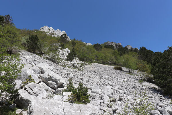 Ajdovščina, Stomaž, 22.5.2023
Jihovýchodní okraj planiny Čaven. Suťová pole pod Bílou skálou.
Schlüsselwörter: Ajdovščina Stomaž Trnovski gozd Trnovo Forest Plateau Čaven planina plateau Mali Modrasovec Mt.