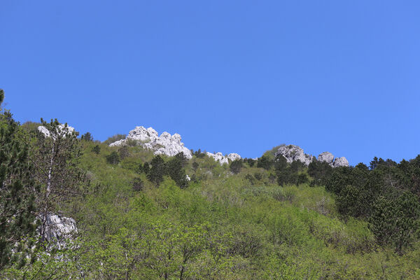 Ajdovščina, Stomaž, 22.5.2023
Jihovýchodní okraj planiny Čaven. Bílá skála.
Mots-clés: Ajdovščina Stomaž Trnovski gozd Trnovo Forest Plateau Čaven planina plateau Mali Modrasovec Mt. Anostirus gracilicollis lauianus zenii