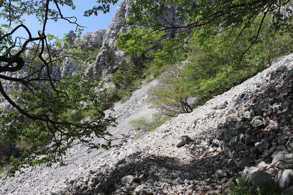 Ajdovščina, Stomaž, 16.5.2017
Jihovýchodní okraj planiny Čaven. Suťová pole pod Bílou skálou.
Schlüsselwörter: Ajdovščina Stomaž Trnovski gozd Trnovo Forest Plateau Čaven planina plateau Mali Modrasovec Mt.