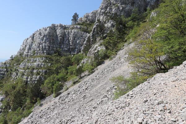 Ajdovščina, Stomaž, 16.5.2017
Jihovýchodní okraj planiny Čaven. Suťová pole pod Bílou skálou.
Klíčová slova: Ajdovščina Stomaž Trnovski gozd Trnovo Forest Plateau Čaven planina plateau Mali Modrasovec Mt.