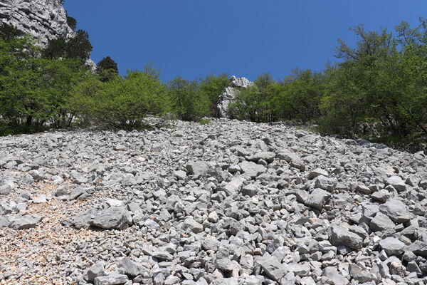 Ajdovščina, Stomaž, 16.5.2017
Jihovýchodní okraj planiny Čaven. Suťová pole pod Bílou skálou.
Klíčová slova: Ajdovščina Stomaž Trnovski gozd Trnovo Forest Plateau Čaven planina plateau Mali Modrasovec Mt.