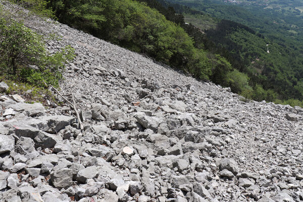 Ajdovščina, Stomaž, 16.5.2017
Jihovýchodní okraj planiny Čaven. Suťová pole pod Bílou skálou.
Mots-clés: Ajdovščina Stomaž Trnovski gozd Trnovo Forest Plateau Čaven planina plateau Mali Modrasovec Mt.