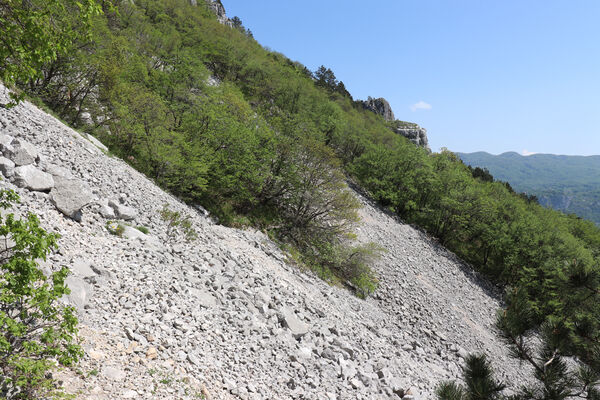 Ajdovščina, Stomaž, 16.5.2017
Jihovýchodní okraj planiny Čaven. Suťová pole pod Bílou skálou.
Keywords: Ajdovščina Stomaž Trnovski gozd Trnovo Forest Plateau Čaven planina plateau Mali Modrasovec Mt.