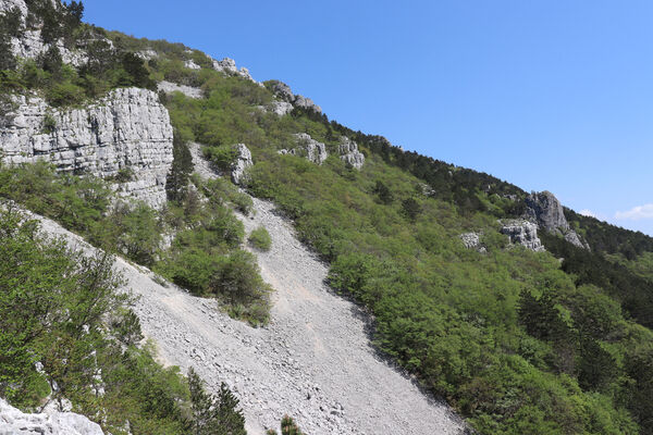 Ajdovščina, Stomaž, 16.5.2017
Jihovýchodní okraj planiny Čaven. Suťová pole pod Bílou skálou.
Schlüsselwörter: Ajdovščina Stomaž Trnovski gozd Trnovo Forest Plateau Čaven planina plateau Mali Modrasovec Mt.