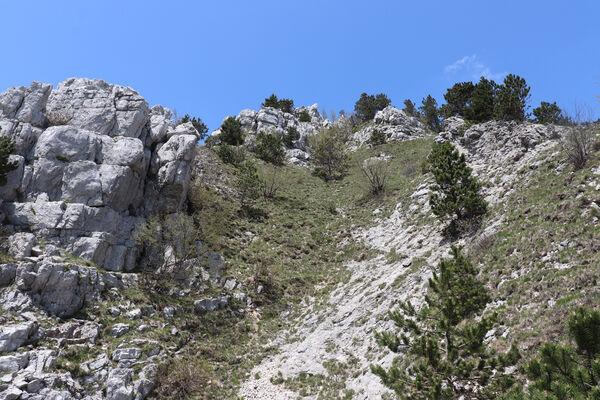 Ajdovščina, Stomaž, 16.5.2017
Mali Modrasovec, jihovýchodní okraj planiny Čaven. Biotop kovaříka Anostirus zenii.
Keywords: Ajdovščina Stomaž Trnovski gozd Trnovo Forest Plateau Čaven planina plateau Mali Modrasovec Mt. Anostirus zenii