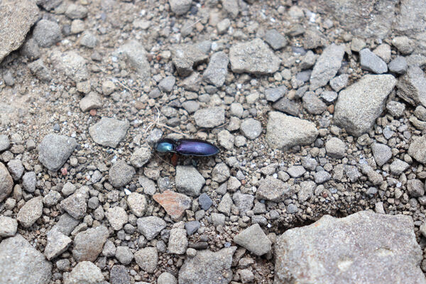 Lizzano in Belvedere, 16.6.2023
Parco Regionalle Corno alle Scale, Punta Sofia Mt. Kovařík Selatosomus amplicollis.
Keywords: Emilia-Romagna Appennino Tosco Emiliano Lizzano in Belvedere Parco Regionalle Corno alle Scale Cavone Rio Piano Corno alle Scale Selatosomus amplicollis