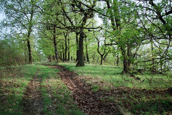 Čebovce, 19.4.2005
Dubové lesy Krupinské planiny nad obcí Čebovce.
Klíčová slova: Krupinská planina Čebovce Limoniscus violaceus Brachygonus megerlei Prosternon chrysocomum