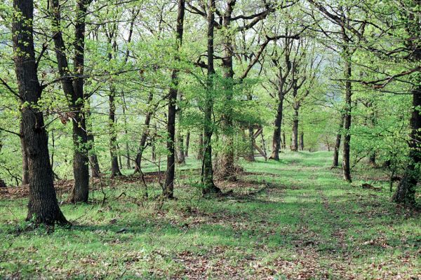 Čebovce, 19.4.2005
Dubové lesy Krupinské planiny nad obcí Čebovce.
Klíčová slova: Krupinská planina Čebovce Limoniscus violaceus Brachygonus megerlei Prosternon chrysocomum