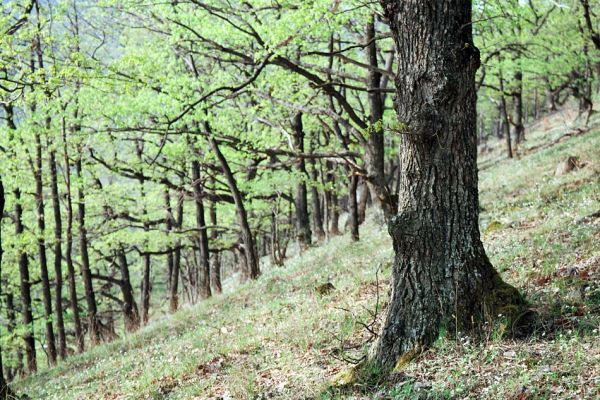 Čebovce, 19.4.2005
Dubové lesy Krupinské planiny nad obcí Čebovce.
Mots-clés: Krupinská planina Čebovce Limoniscus violaceus Brachygonus megerlei Prosternon chrysocomum