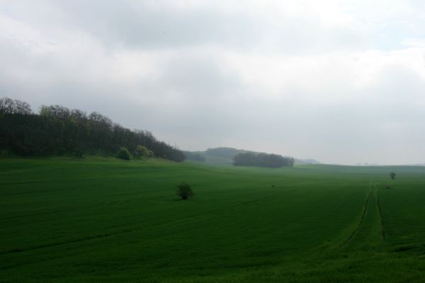 Čejč, 20.4.2008
Špidlák - Mansonova step. Pohled na svahy mezi Čejčí a Mutěnicemi. 
Klíčová slova: Čejč Mutenice Špidlák