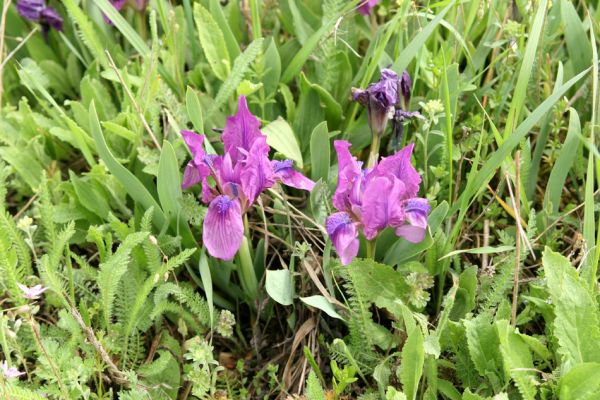 Čejč, 20.4.2008
Vrch Špidlák - jarní step. Kosatec nízký (Iris pumila).
Schlüsselwörter: Čejč Špidlák kosatec nízký Iris pumila