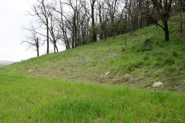 Čejč, 20.4.2008
Vrch Špidlák - Maladerová step. Biotop kovaříka Dicronychus equiseti.
Schlüsselwörter: Čejč Špidlák Maladerová step Dicronychus equiseti rubripes