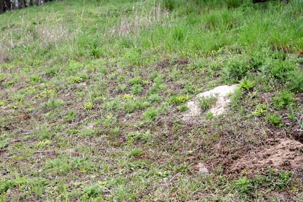 Čejč, 20.4.2008
Vrch Špidlák - Maladerová step. Biotop kovaříka Dicronychus equiseti.
Klíčová slova: Čejč Špidlák Maladerová step Dicronychus equiseti rubripes