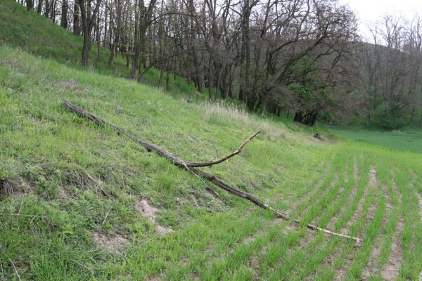 Čejč, 20.4.2008
Vrch Špidlák - Maladerová step. Biotop kovaříka Dicronychus equiseti.
Klíčová slova: Čejč Špidlák Maladerová step Dicronychus equiseti rubripes