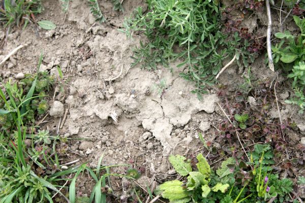 Čejč, 20.4.2008
Vrch Špidlák - Maladerová step. Biotop kovaříka Dicronychus equiseti.
Klíčová slova: Čejč Špidlák Maladerová step Dicronychus equiseti