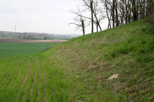 Čejč, 20.4.2008
Vrch Špidlák - Maladerová step. Biotop kovaříka Dicronychus equiseti.
Klíčová slova: Čejč Špidlák Maladerová step Dicronychus equiseti rubripes