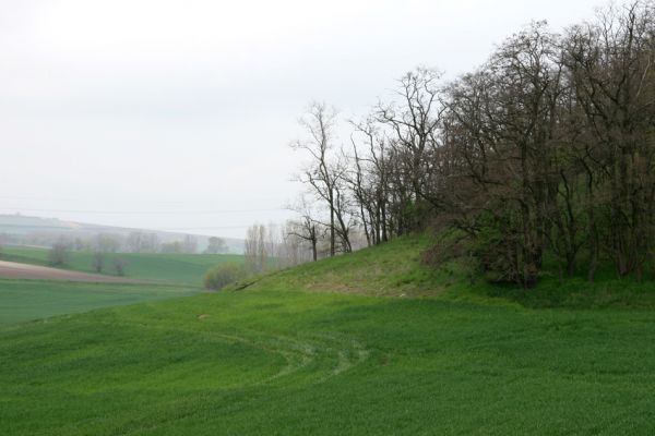 Čejč, 20.4.2008
Vrch Špidlák - Maladerová step. Biotop kovaříka Dicronychus equiseti.
Schlüsselwörter: Čejč Špidlák Maladerová step Dicronychus equiseti rubripes