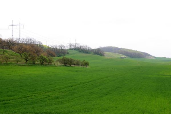 Čejč, 20.4.2008
Svahy mezi Čejčí a Mutěnicemi - Mansonova step.
Klíčová slova: Čejč Mutenice Mansonova step