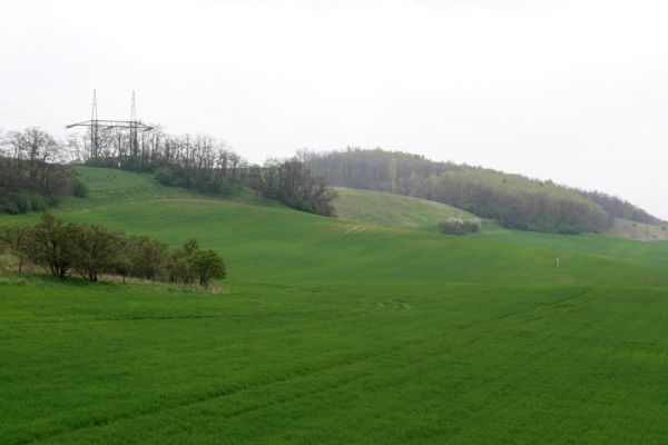 Čejč, 20.4.2008
Svahy mezi Čejčí a Mutěnicemi - Mansonova step. 
Schlüsselwörter: Čejč Mutenice Mansonova step