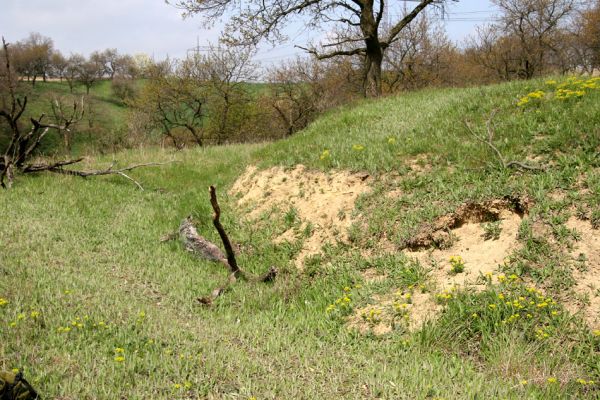 Čejč, 20.4.2008
Terasovitý svah se sadem mezi Špidlákem a Mansonovou stepí. Biotop kovaříka Cardiophorus vestigialis.
Schlüsselwörter: Čejč Cardiophorus vestigialis