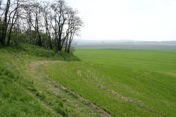 Čejč, 20.4.2008
Okraj pole mezi Čejčí a Mutěnicemi u Mansonovi stepi. Biotop kovaříka Dicronychus equiseti.
Mots-clés: Čejč Mutěnice Mansonova step Mertlikovo pole Dicronychus equiseti