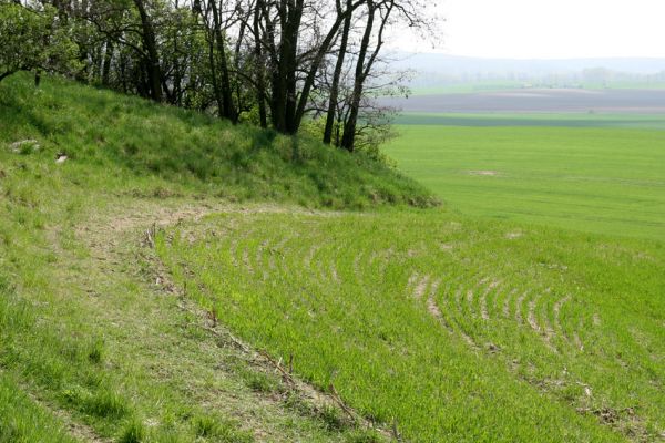 Čejč, 20.4.2008
Okraj pole mezi Čejčí a Mutěnicemi u Mansonovy stepi. Biotop kovaříka Dicronychus equiseti.
Klíčová slova: Čejč Mutěnice Mansonova step Mertlikovo pole Dicronychus equiseti