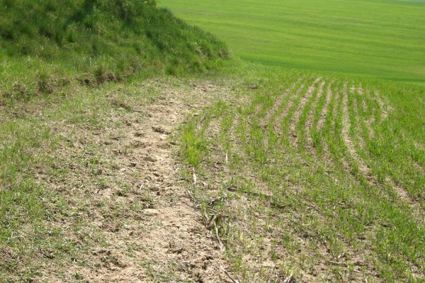 Čejč, 20.4.2008
Okraj pole mezi Čejčí a Mutěnicemi u Mansonovy stepi. Biotop kovaříků Dicronychus equiseti a Drasterius bimaculatus. 
Schlüsselwörter: Čejč Mutěnice Mansonova step Mertlikovo pole Dicronychus equiseti Drasterius bimaculatus