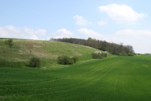 Čejč, 20.4.2008
Step mezi Čejčí a Mutěnicemi - Mansonova step.
Klíčová slova: Čejč Mutenice Mansonova step Dicronychus rubripes