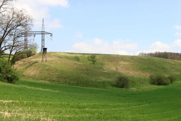 Čejč, 20.4.2008
Step mezi Čejčí a Mutěnicemi - Mansonova step. 
Klíčová slova: Čejč Mutenice Mansonova step Dicronychus rubripes