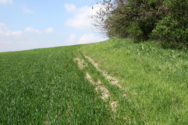 Čejč, 20.4.2008
Okraj pole mezi Čejčí a Mutěnicemi u Mansonovi stepi. Biotop kovaříků Dicronychus equiseti a Drasterius bimaculatus a hnojníků Psammodius asper a Rhyssemus germanus a Pleurophorus sp..
Klíčová slova: Čejč Mutěnice Mansonova step Mertlikovo pole Dicronychus equiseti