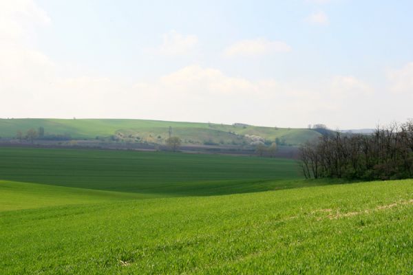 Čejč, 20.4.2008
Pohled od Mansonovy stepi na Květnatou step.
Klíčová slova: Čejč Mutenice Květnatá step