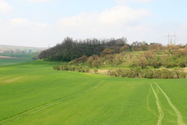 Čejč, 20.4.2008
Svahy mezi Čejčí a Mutěnicemi. V předu terasovitě upravený svah se sadem, za ním vrch Špidlák. 
Klíčová slova: Čejč Mutenice Špidlák